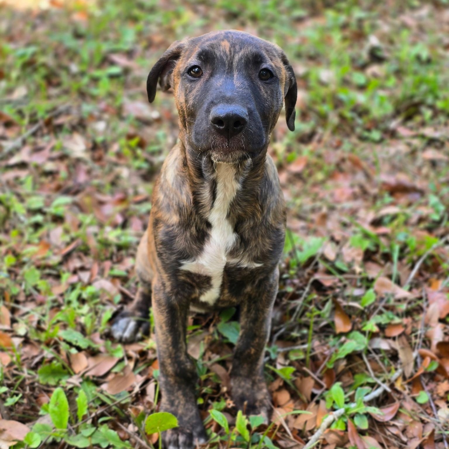 Sarabi, ADOPTABLE, Puppy Female Labrador Retriever & Catahoula Leopard Dog.