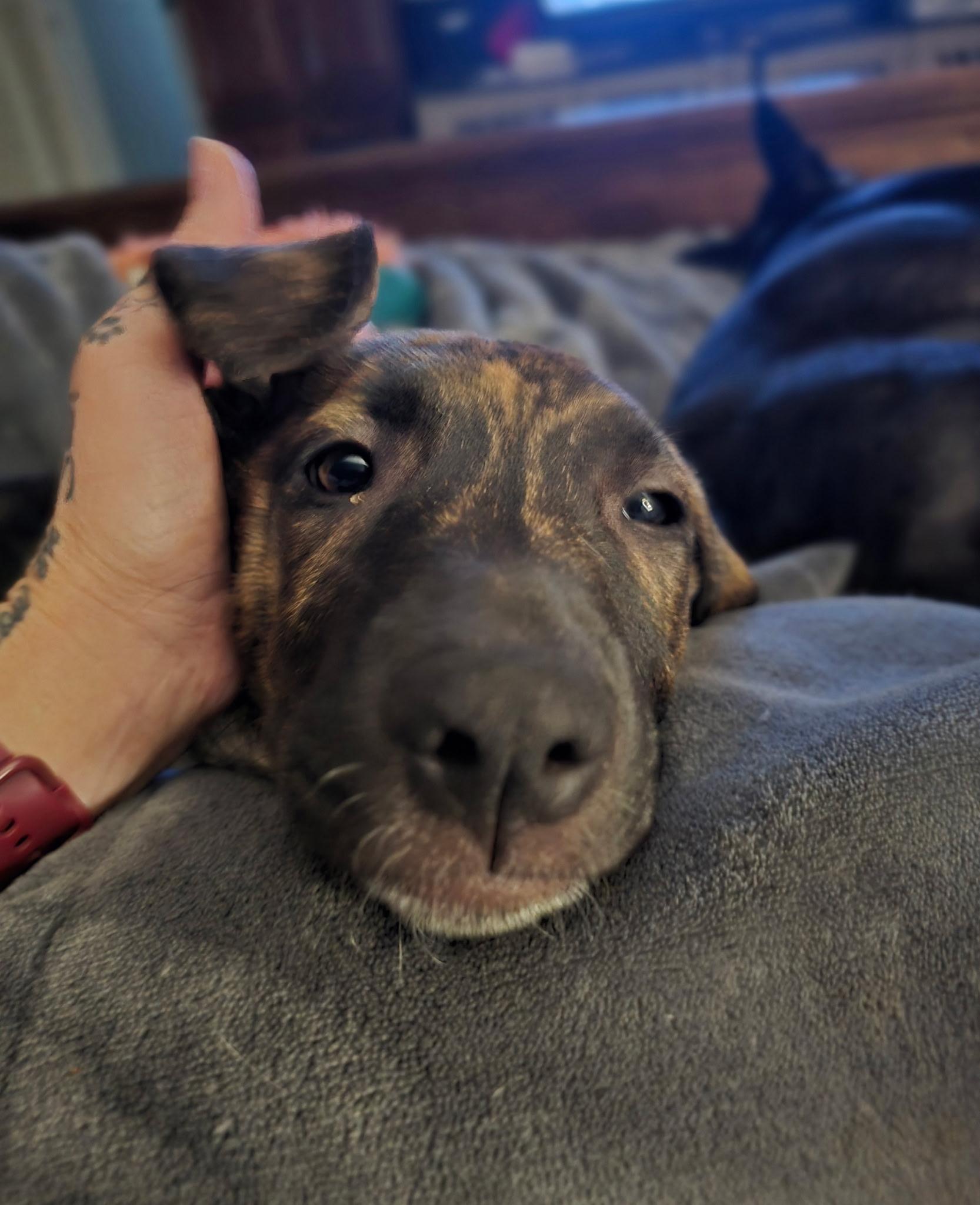 Enlarge Sarabi, a ADOPTABLE mixed breed in Milton, FL image 3/3