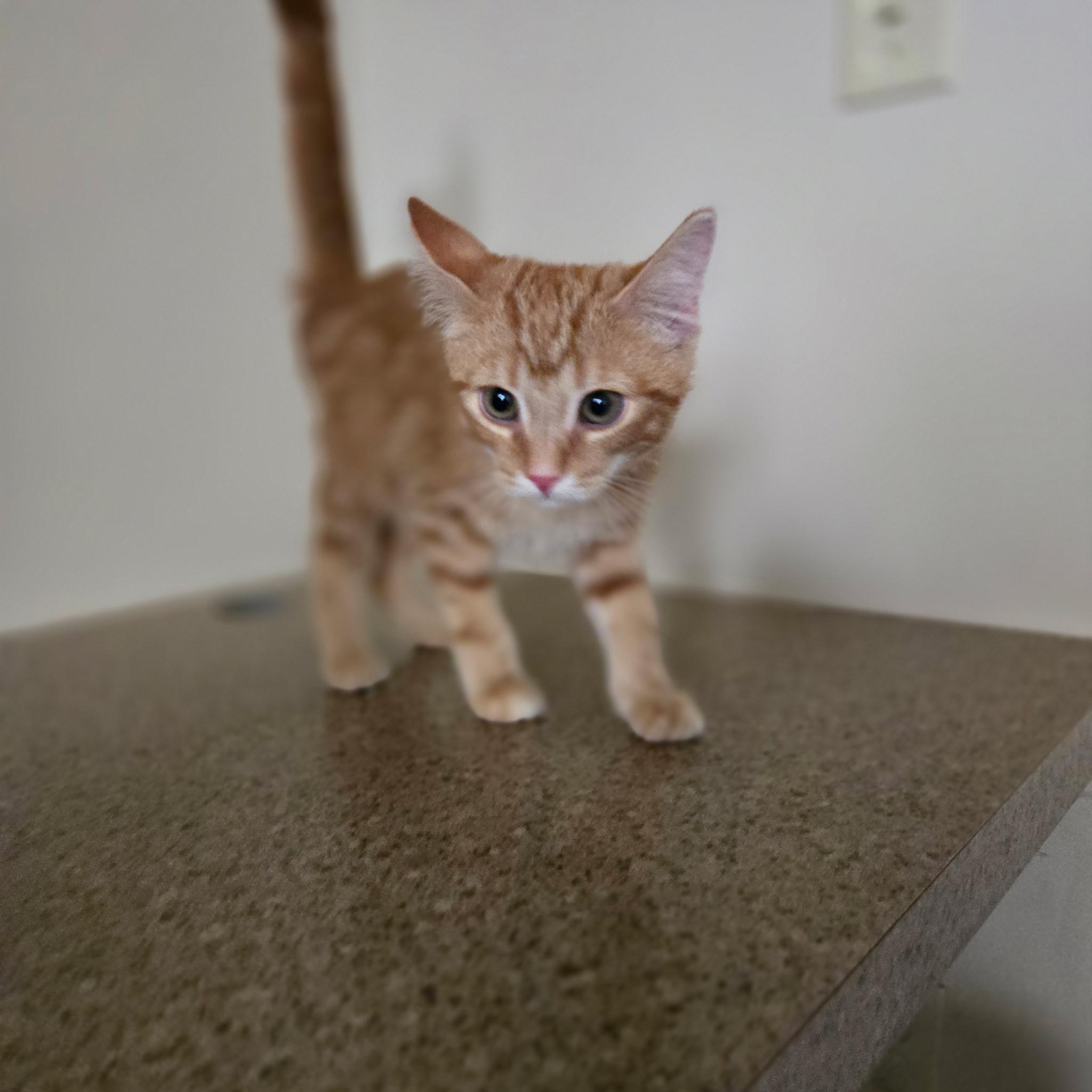 Dusty, adopted, Kitten Male Domestic Short Hair.