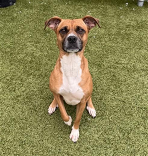 JOVIE, Adoptable, Adult Female Boxer & Mixed Breed.