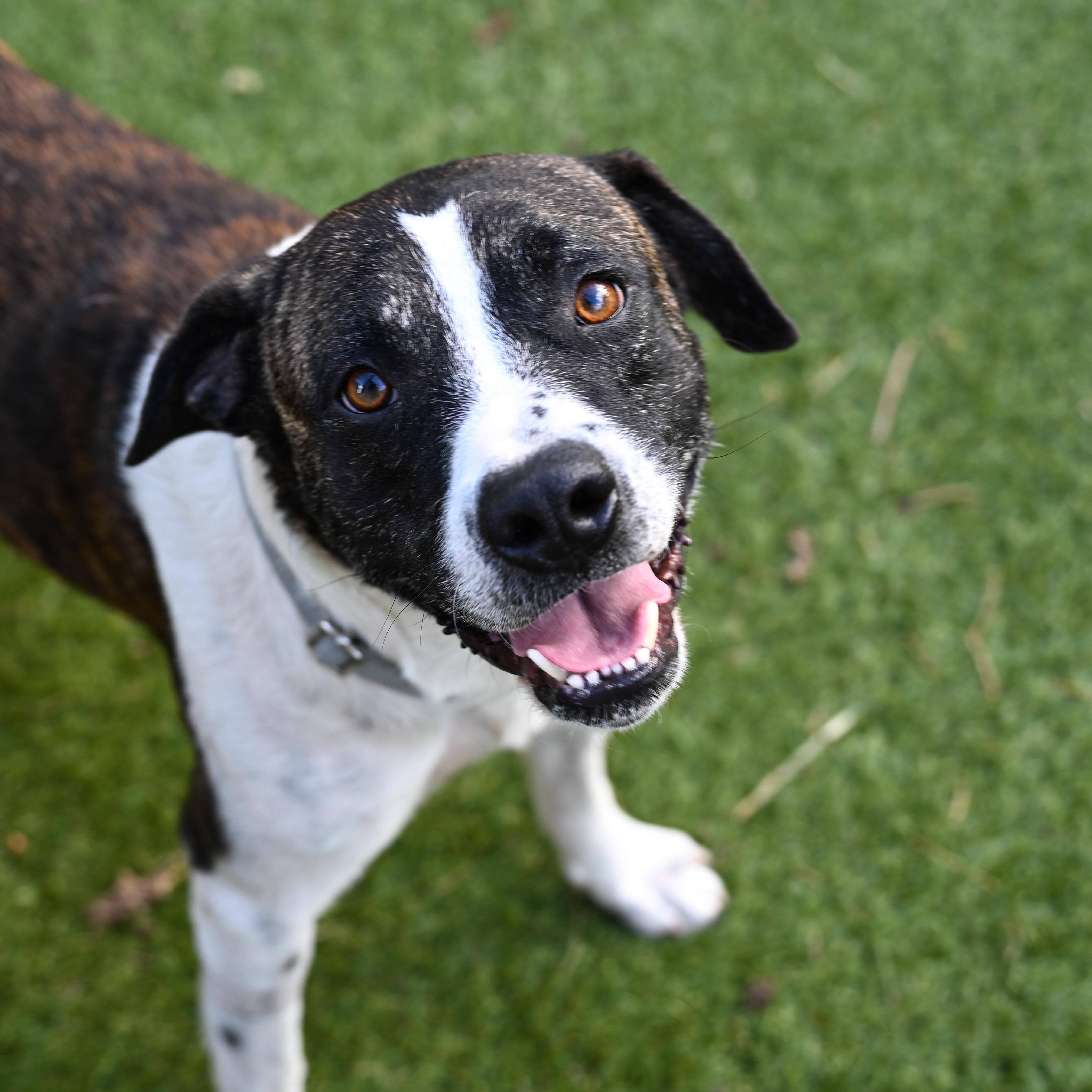 Odem, a Adoptable mixed breed in Colorado Springs , CO image 3/6