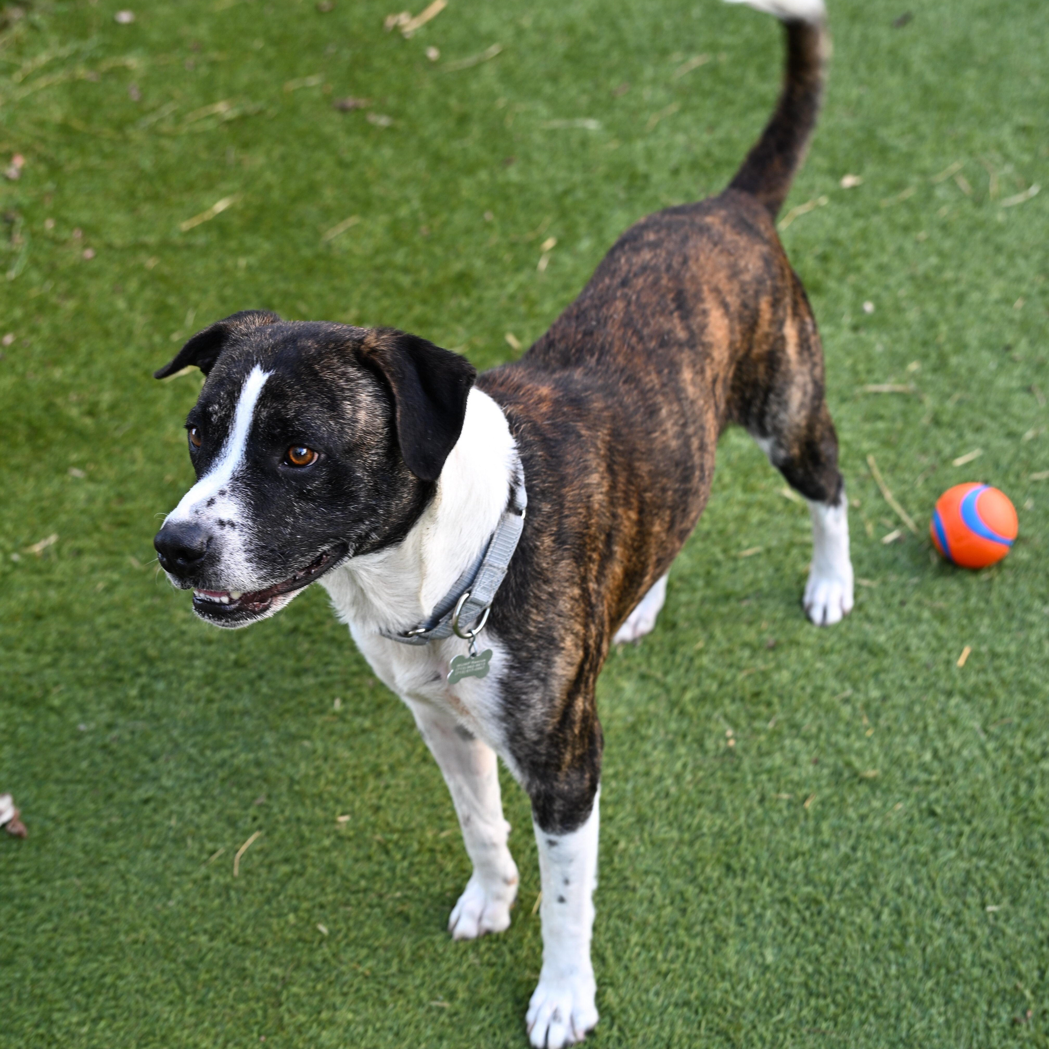Odem, a Adoptable mixed breed in Colorado Springs , CO image 5/6