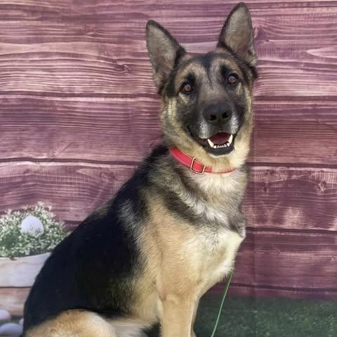 Scooby, an adopted German Shepherd Dog in Center Point, TX image 1/3