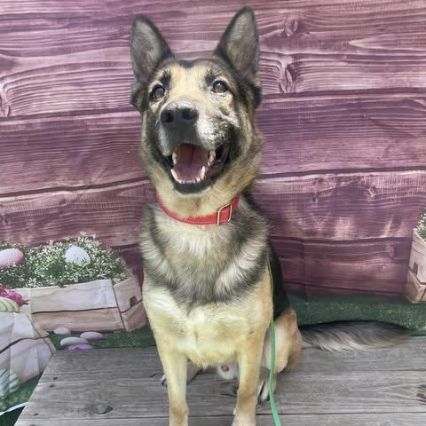 Scooby, an adopted German Shepherd Dog in Center Point, TX image 3/3