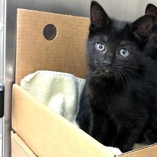 Mercedes, Adoptable, Kitten Female Domestic Short Hair.