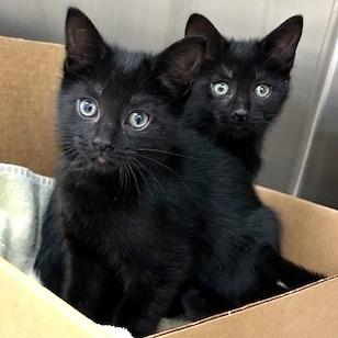 Enlarge Mercedes, a Adoptable Domestic Short Hair in Baldwin, WI image 2/2