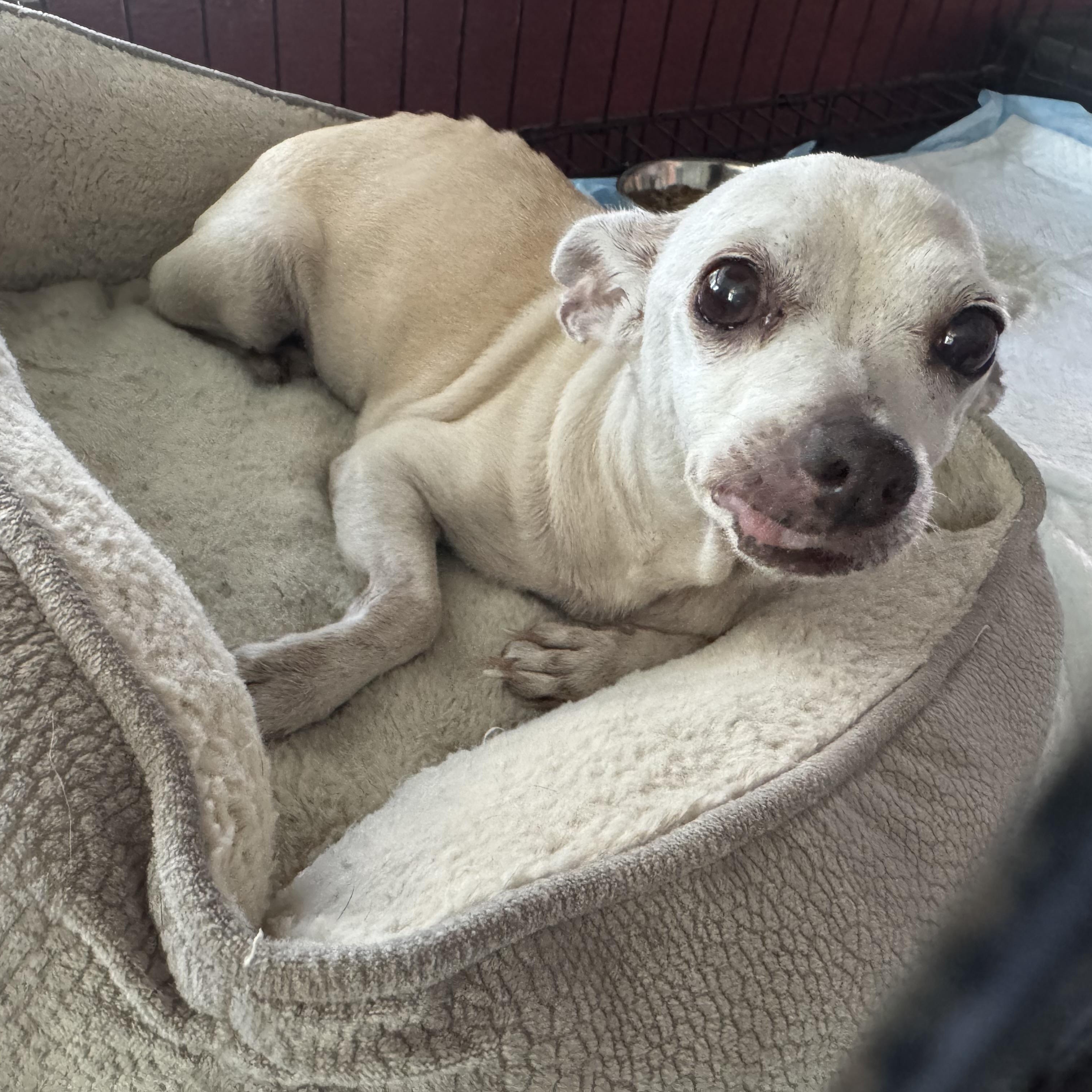 Enlarge Ingrid, a ADOPTABLE Chihuahua in San Juan, PR image 2/4