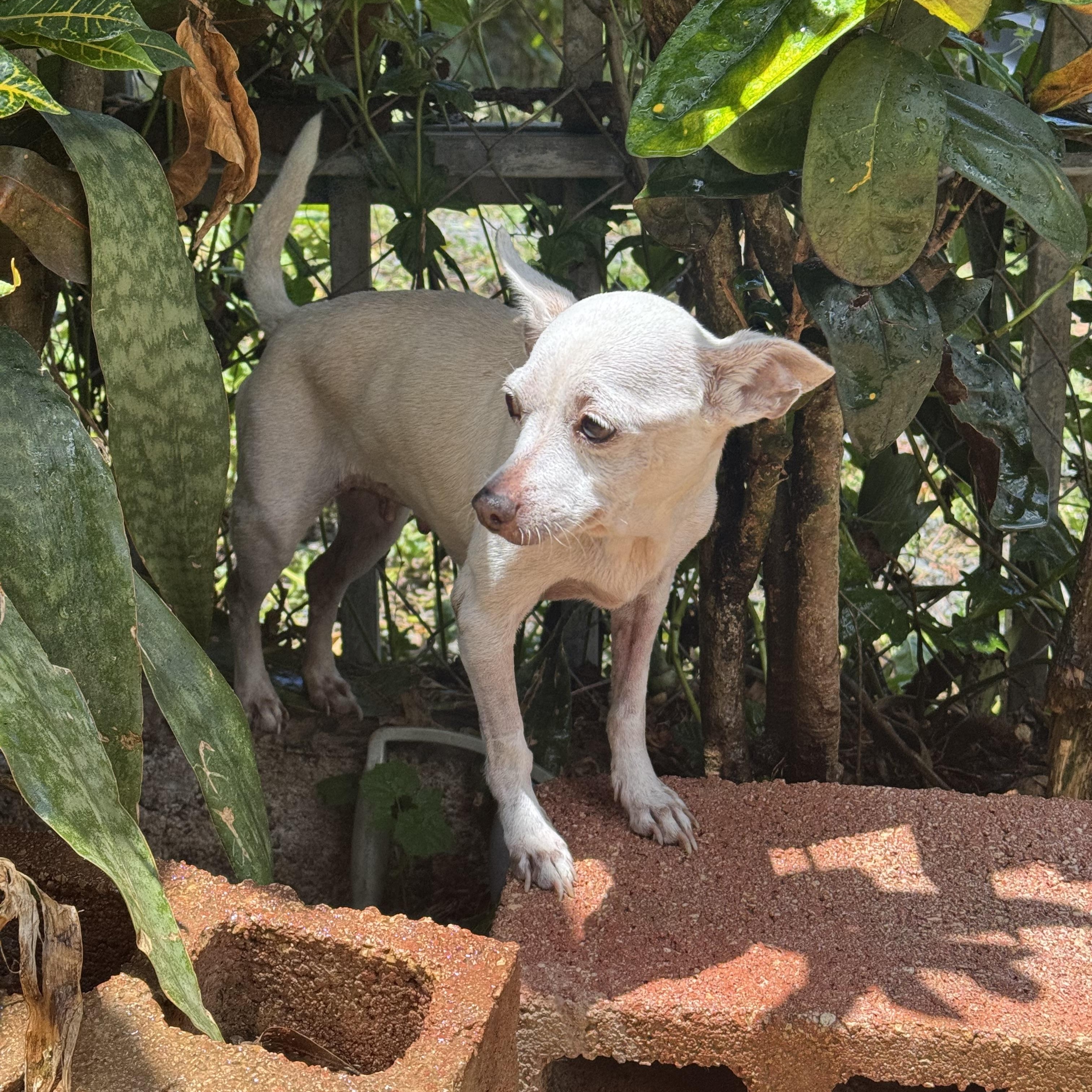 Ingrid, ADOPTABLE, Senior Female Chihuahua.
