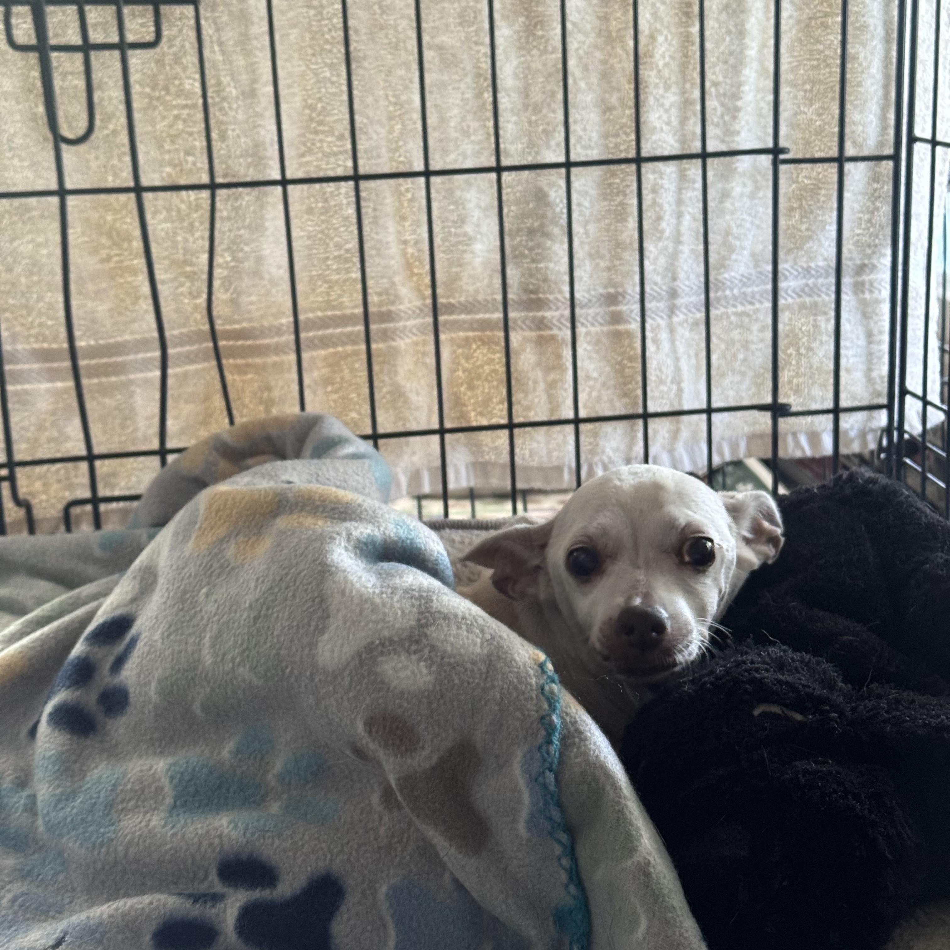 Enlarge Ingrid, a ADOPTABLE Chihuahua in San Juan, PR image 3/4