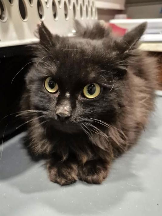 Enlarge Beowulf, an adopted Domestic Long Hair in College Station, TX image 2/5