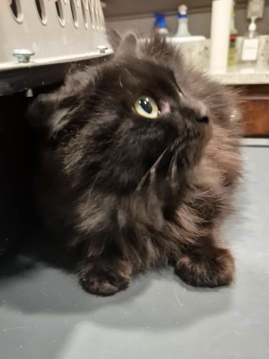 Beowulf, adopted, Kitten Male Domestic Long Hair.