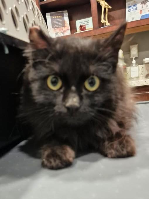 Enlarge Beowulf, an adopted Domestic Long Hair in College Station, TX image 3/5