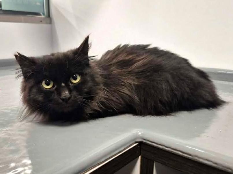 Enlarge Beowulf, an adopted Domestic Long Hair in College Station, TX image 5/5