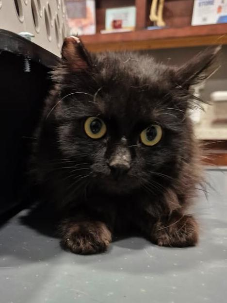 Enlarge Beowulf, an adopted Domestic Long Hair in College Station, TX image 4/5