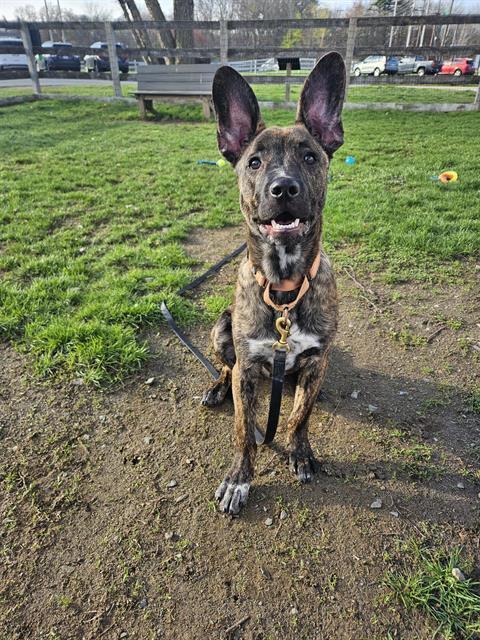 Enlarge HUEY, a Adoptable mixed breed in Methuen, MA image 1/1