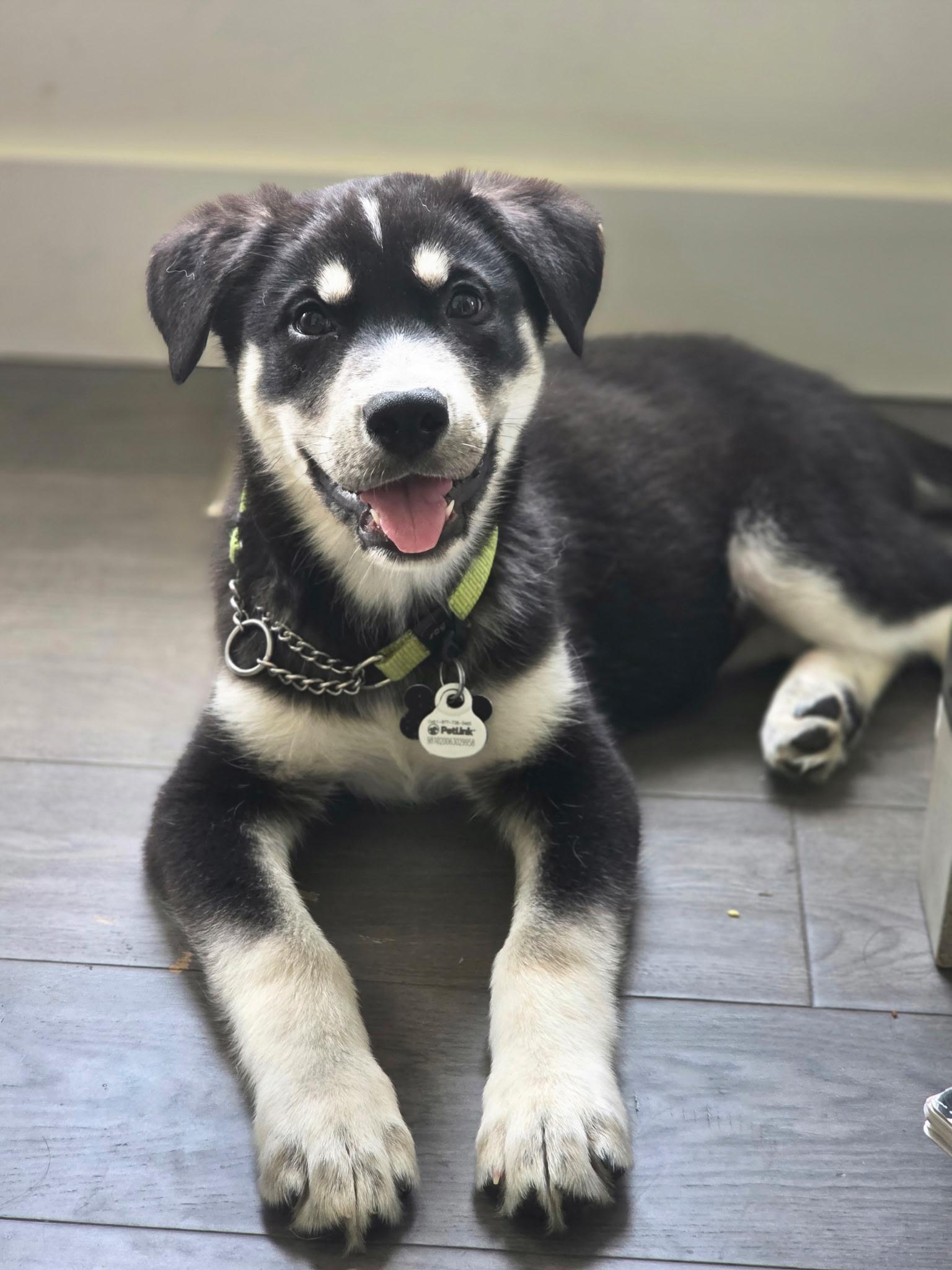 Roxie, ADOPTABLE, Puppy Female Husky & Shepherd.