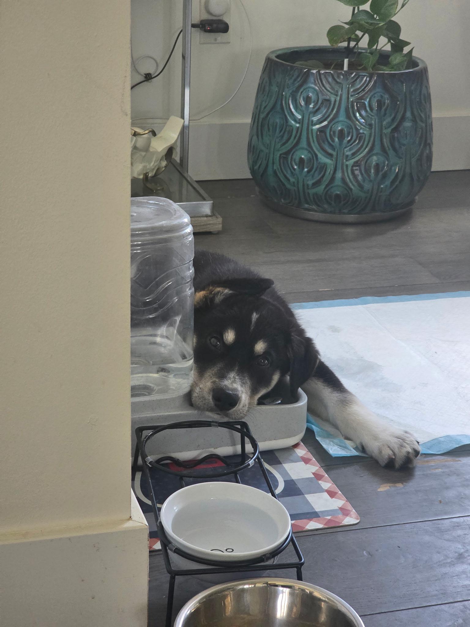 Roxie, a ADOPTABLE mixed breed in St Thomas, ON image 4/5