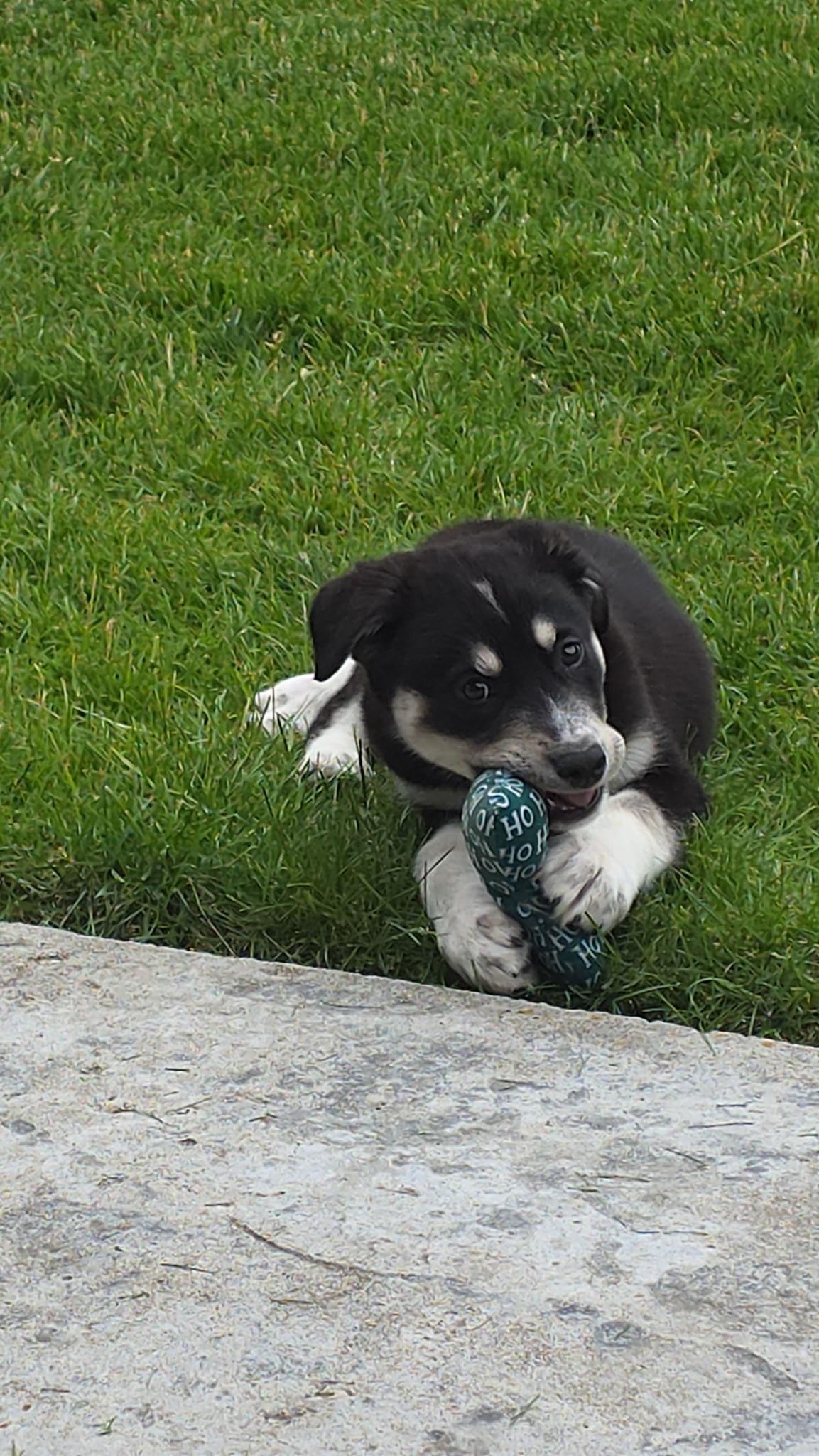 Roxie, a ADOPTABLE mixed breed in St Thomas, ON image 2/5
