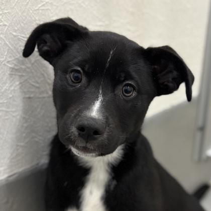 Cadence, Adoptable, Young Female American Staffordshire Terrier & Mixed Breed.