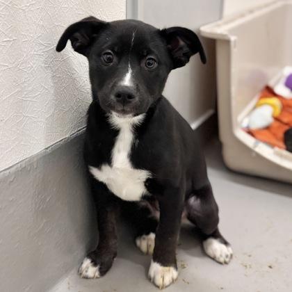 Cadence, a Adoptable mixed breed in San Francisco, CA image 2/3