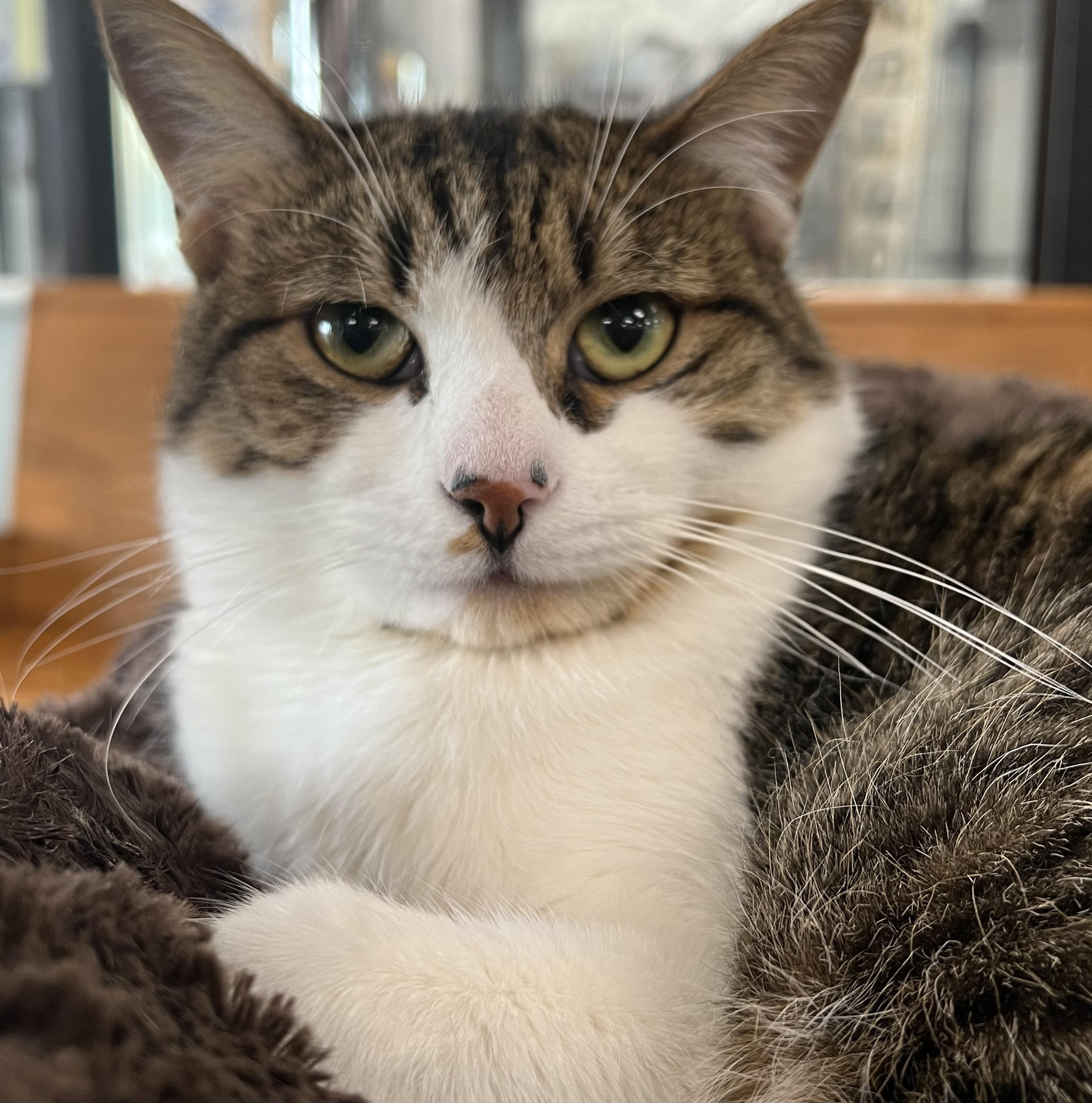 Clarence, a Adoptable Domestic Short Hair in Johnston, RI image 1/6