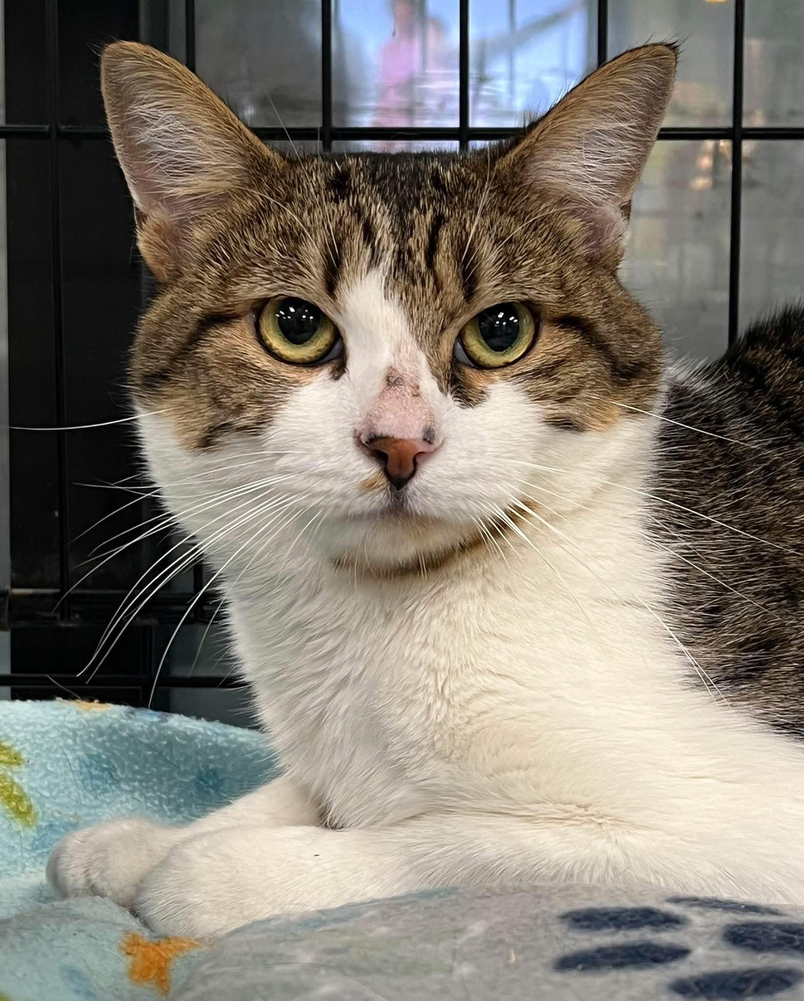 Clarence, a Adoptable Domestic Short Hair in Johnston, RI image 1/3