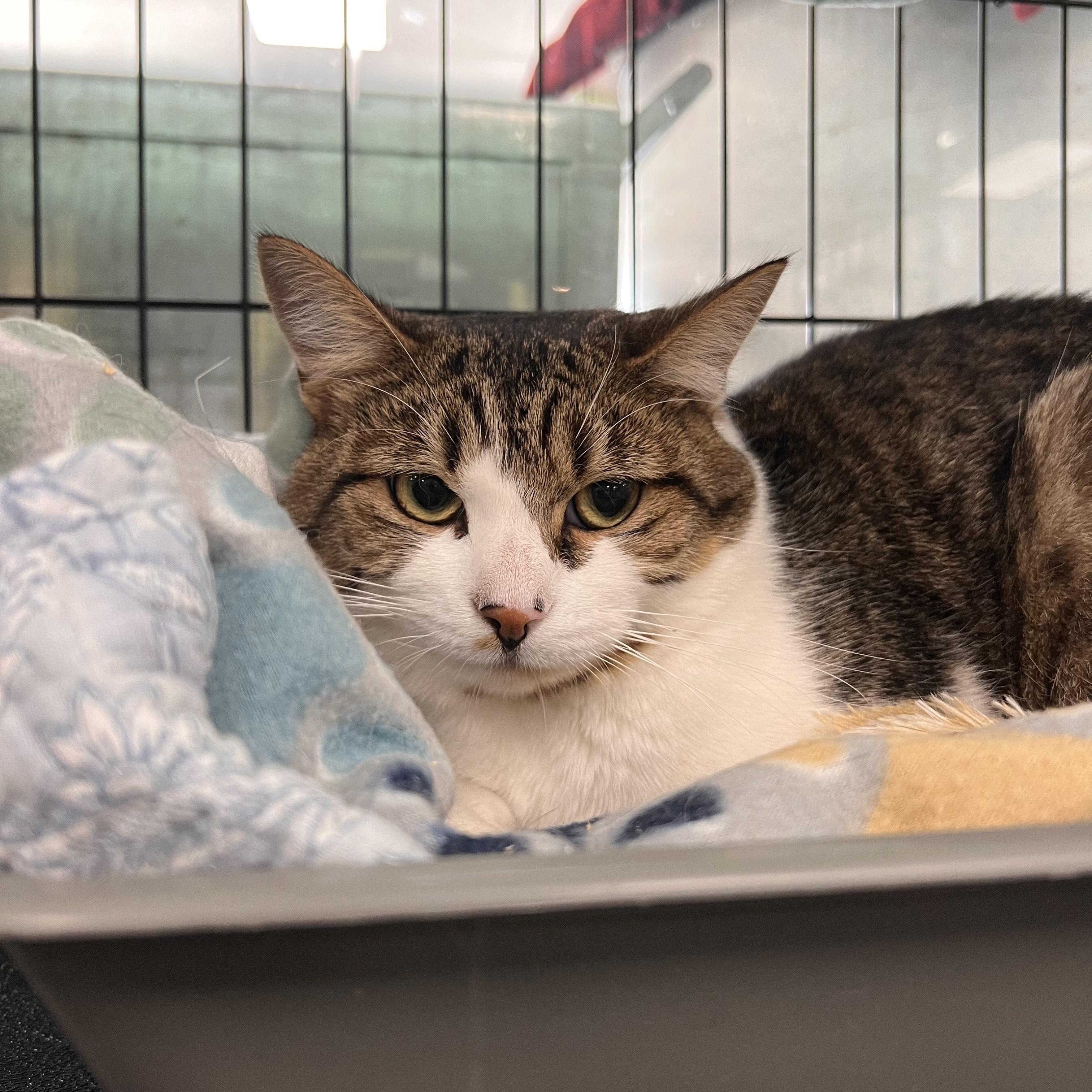 Clarence, a Adoptable Domestic Short Hair in Johnston, RI image 2/3