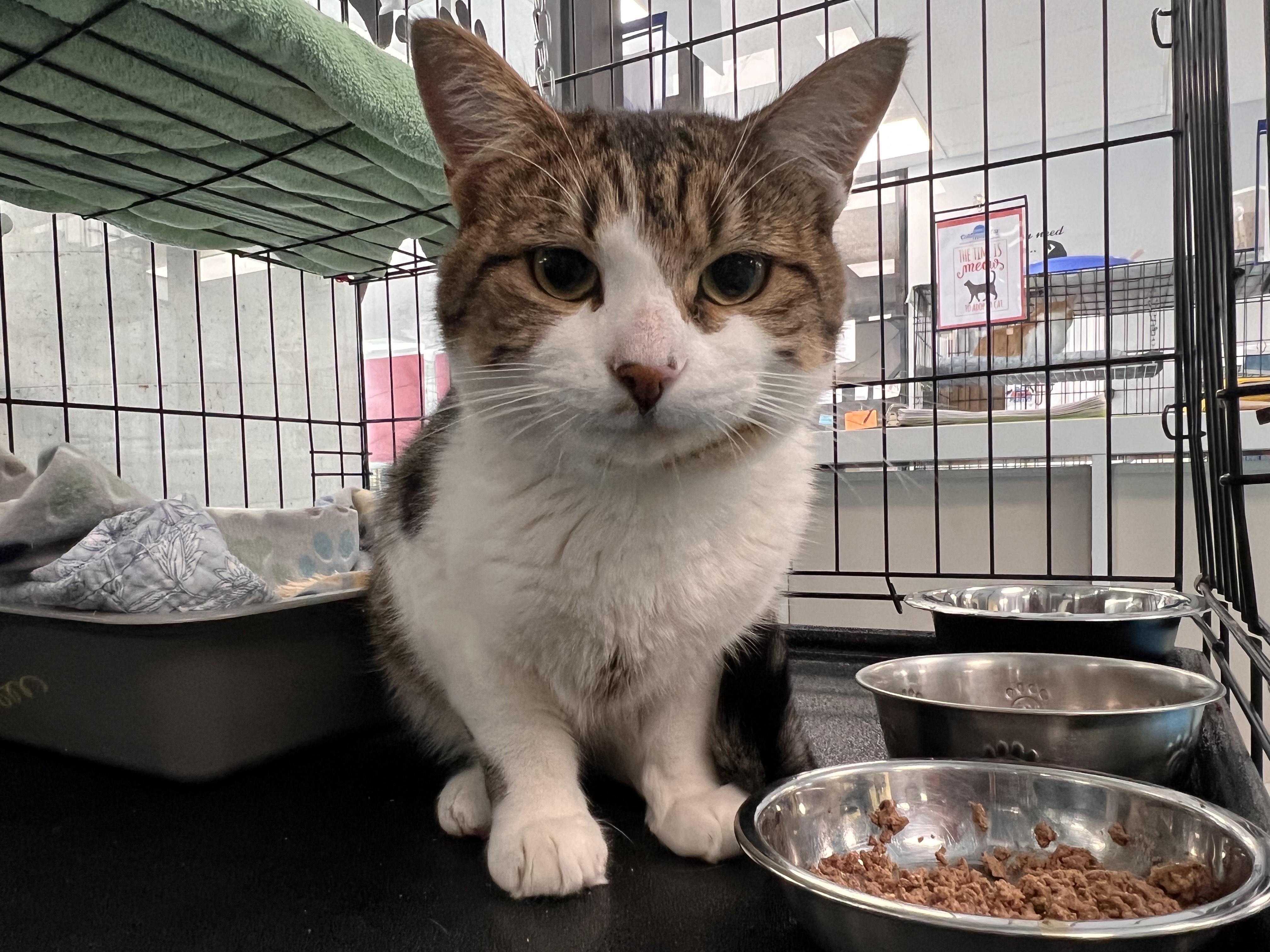 Clarence, a Adoptable Domestic Short Hair in Johnston, RI image 3/3