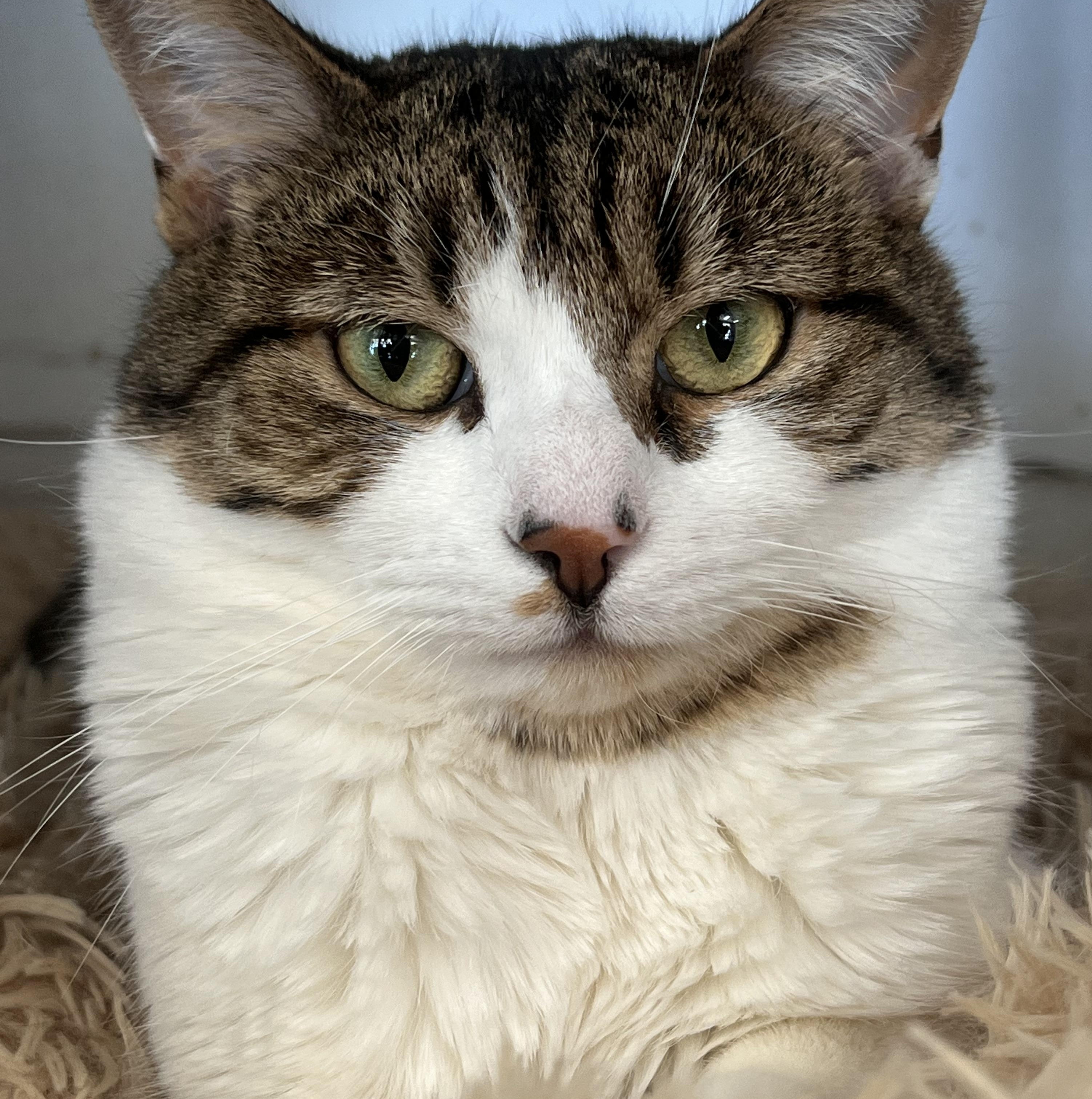 Enlarge Clarence, a Adoptable Domestic Short Hair in Johnston, RI image 1/6