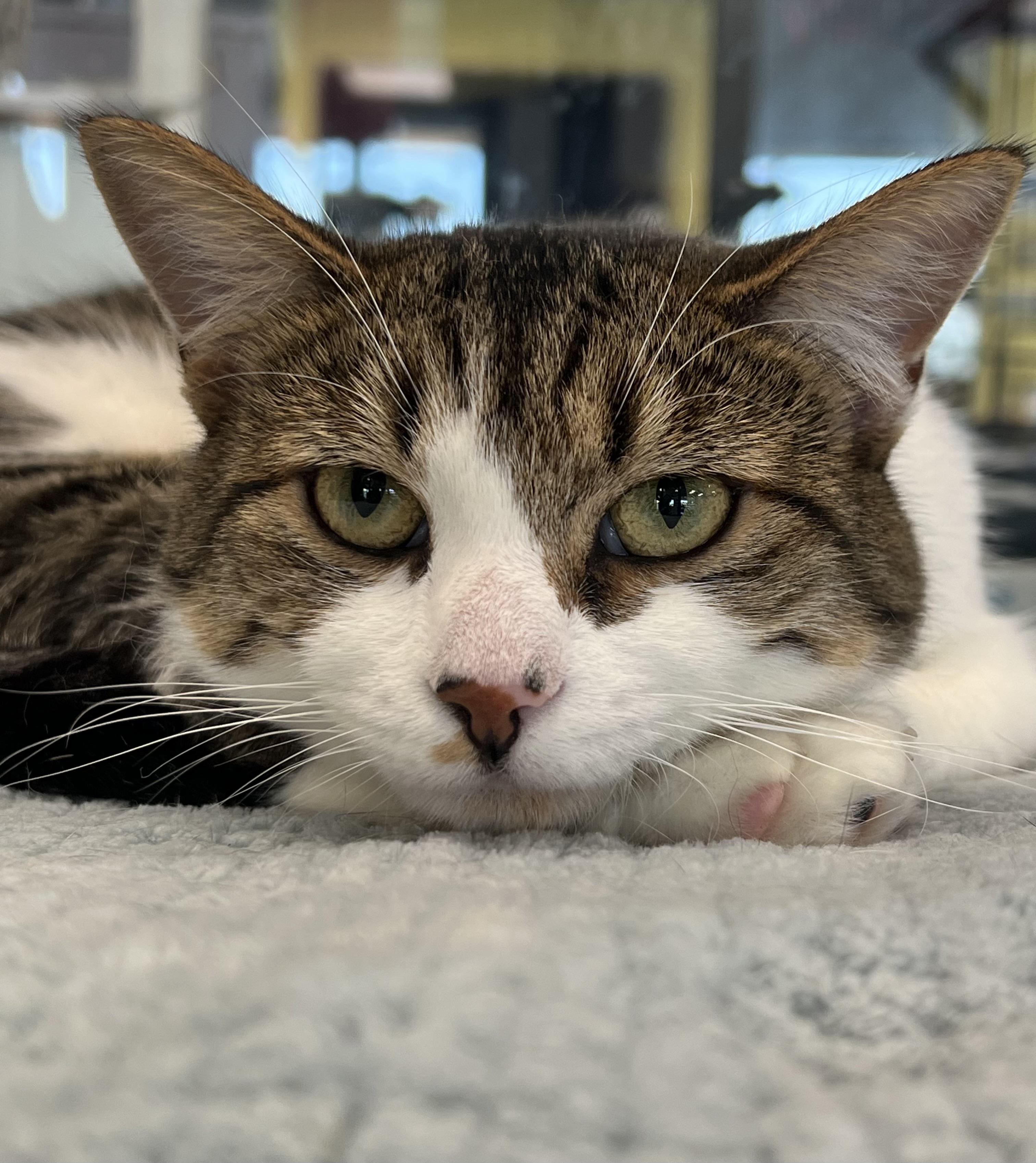 Clarence, a Adoptable Domestic Short Hair in Johnston, RI image 2/6