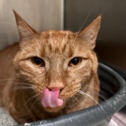 Nacho *In Prison Program*, ADOPTABLE, Adult Male Domestic Short Hair.