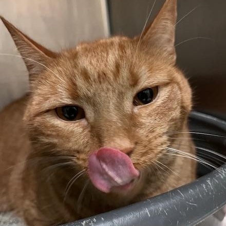 Enlarge Nacho *In Prison Program*, a ADOPTABLE Domestic Short Hair in Honesdale, PA image 2/2