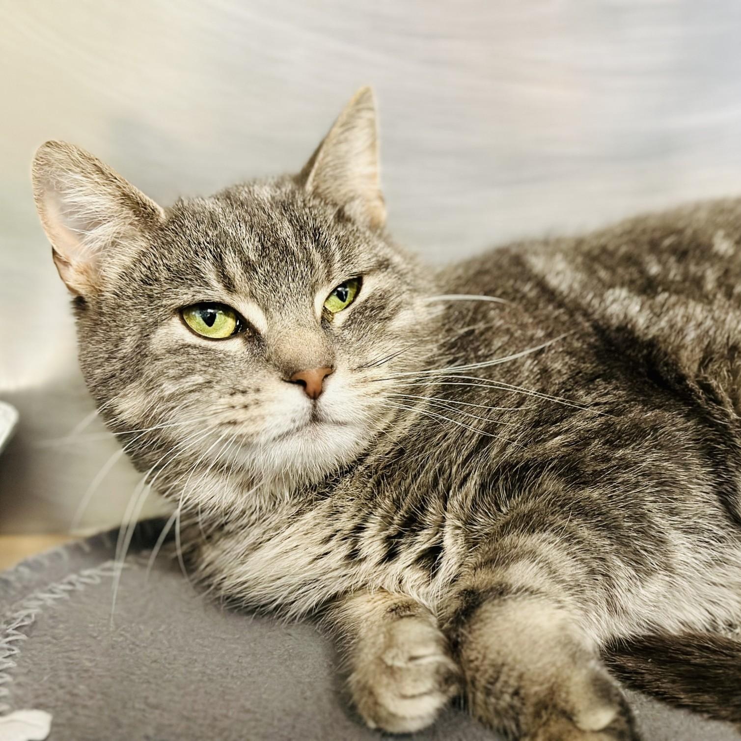 Bella , a ADOPTABLE Domestic Short Hair in Jackson, NJ image 2/2