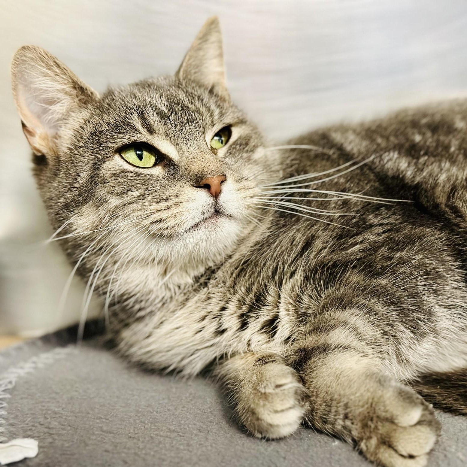 Bella , ADOPTABLE, Adult Female Domestic Short Hair.