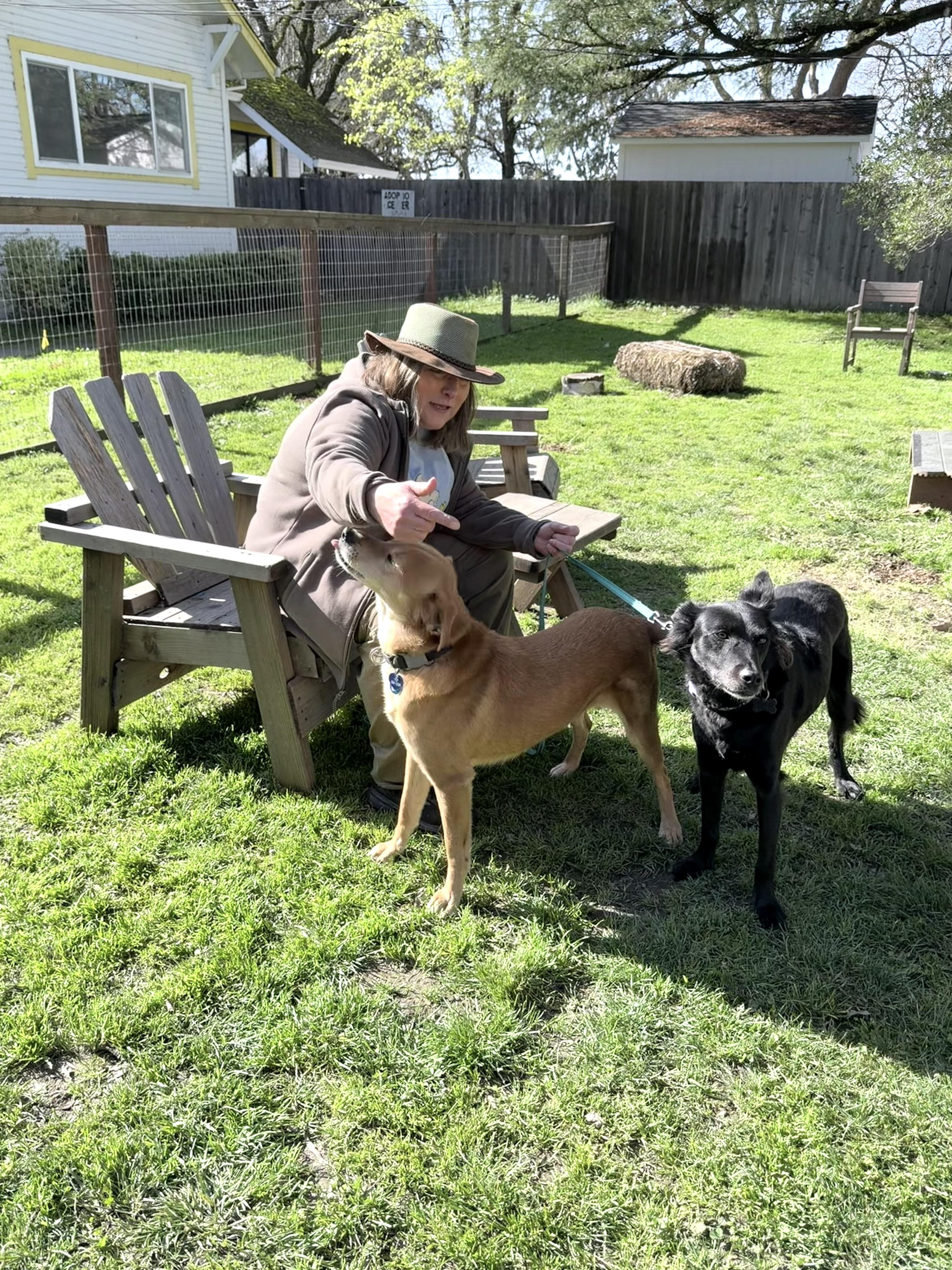 Enlarge Doc, an adoptable mixed breed in Santa Rosa, CA image 2/3