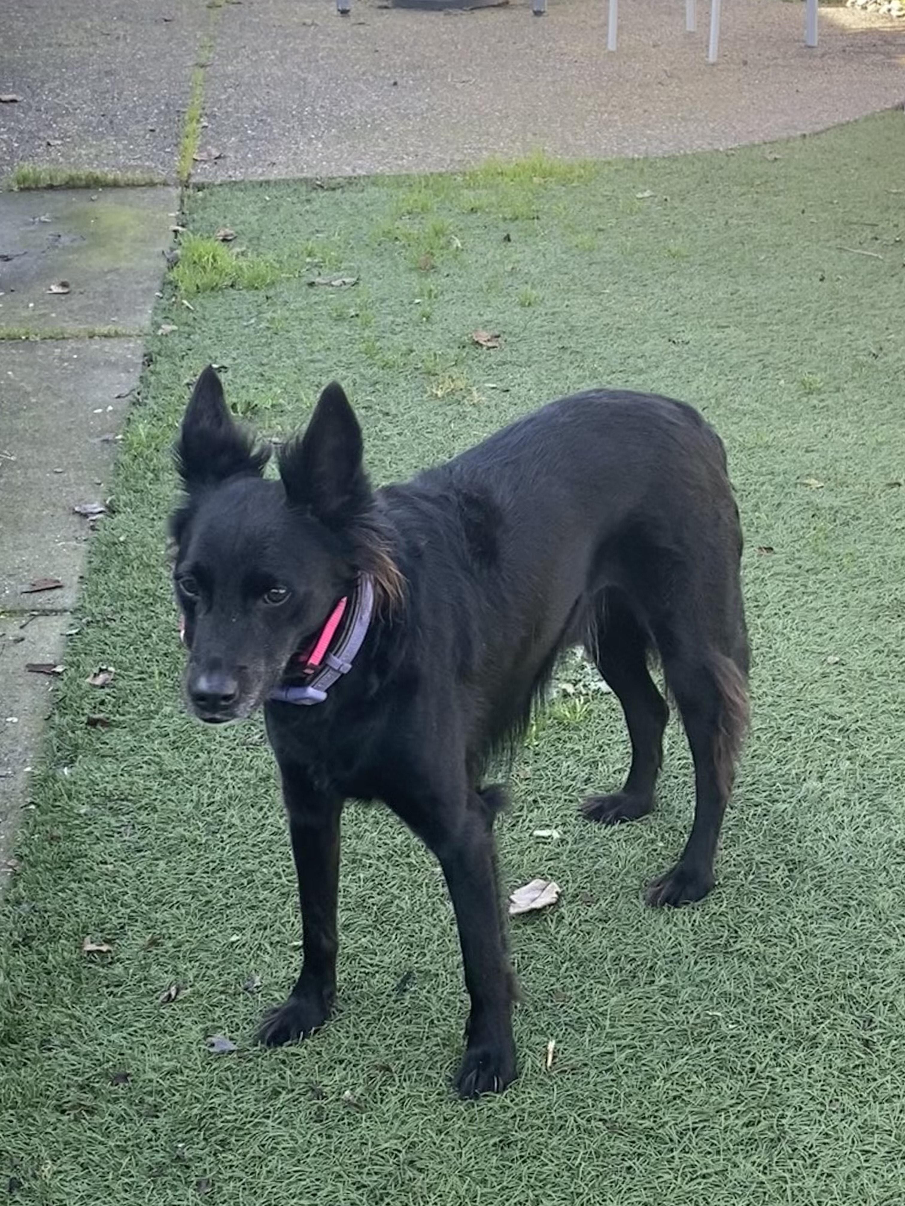 Enlarge Doc, an adoptable mixed breed in Santa Rosa, CA image 1/3