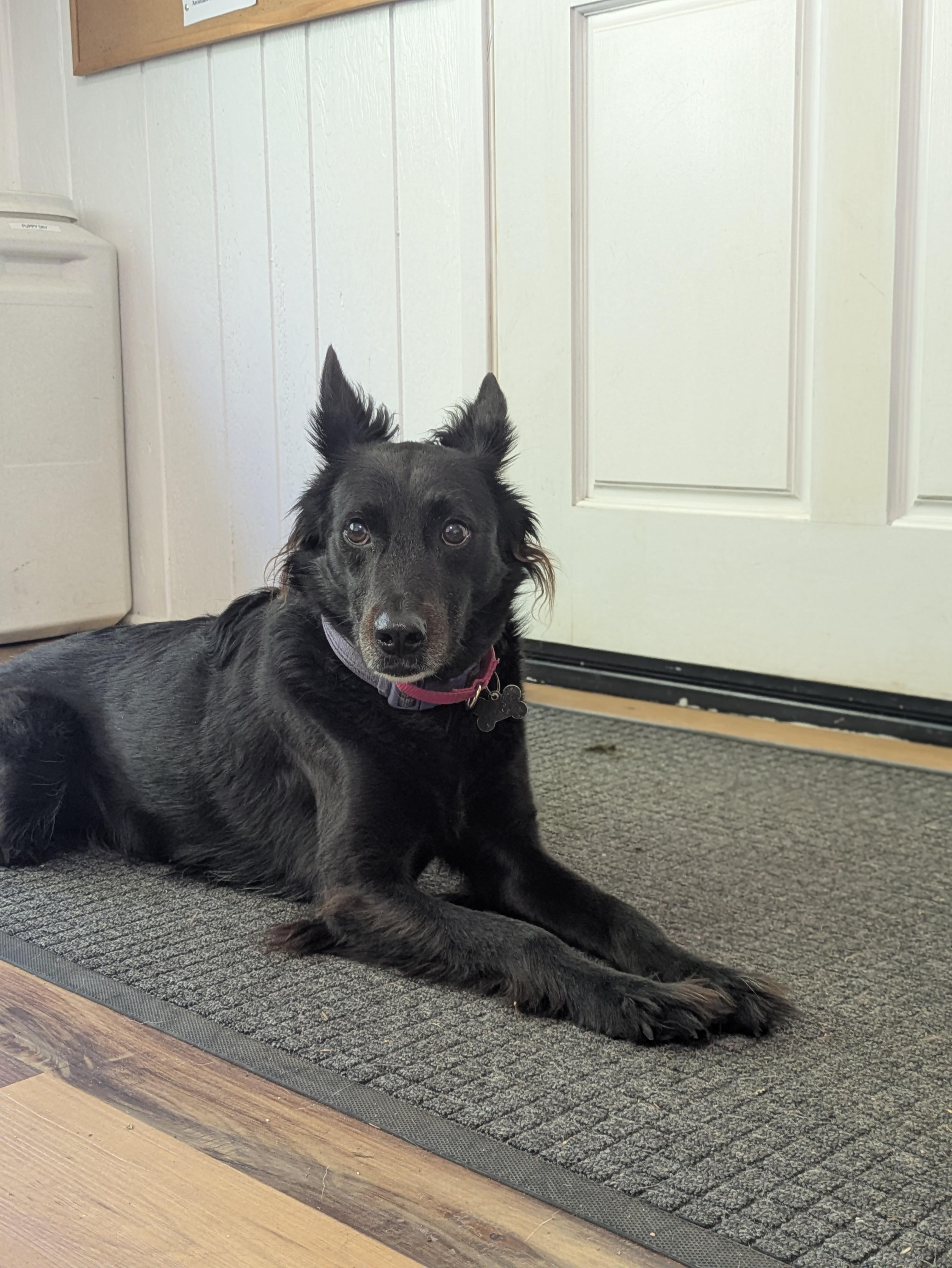 Doc, an adoptable mixed breed in Santa Rosa, CA image 1/4