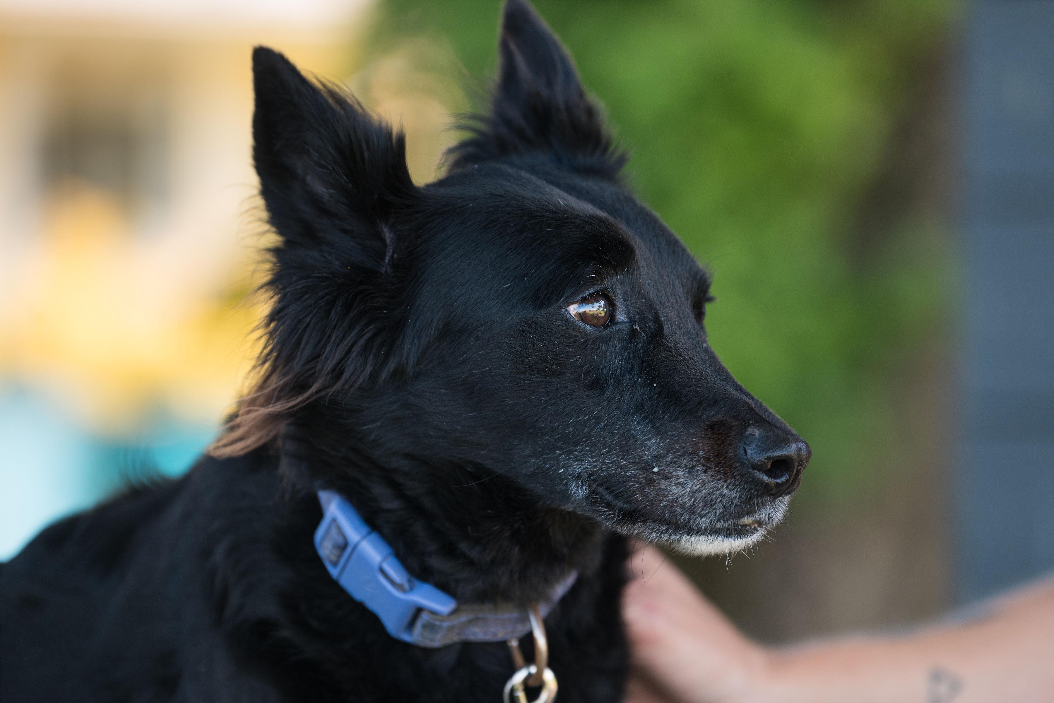 Doc, adoptable, Adult Male Border Collie.
