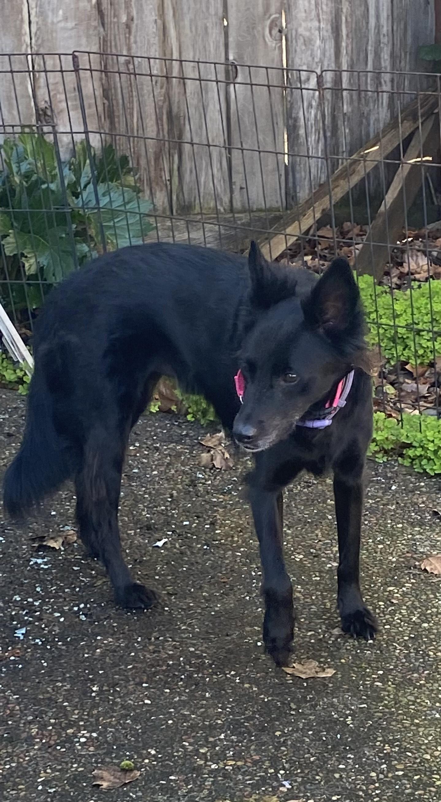 Enlarge Doc, an adoptable mixed breed in Santa Rosa, CA image 3/3