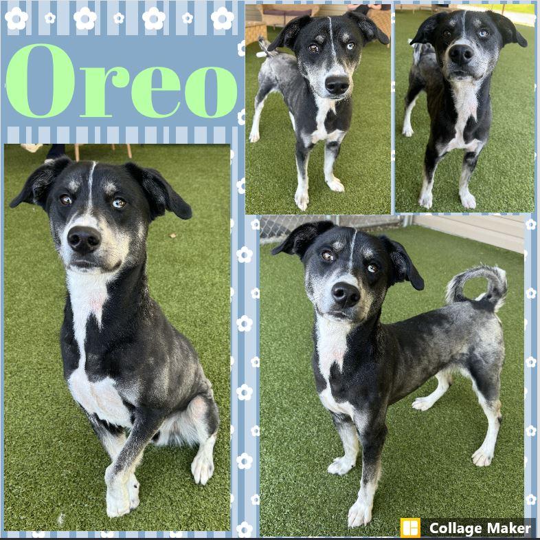 Oreo, ADOPTABLE, Adult Male Husky.
