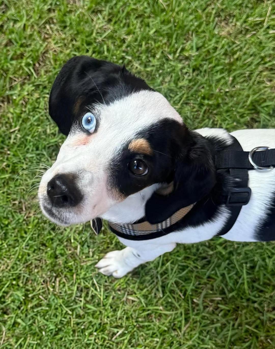 Jade, an adopted mixed breed in Van Nuys, CA image 2/4