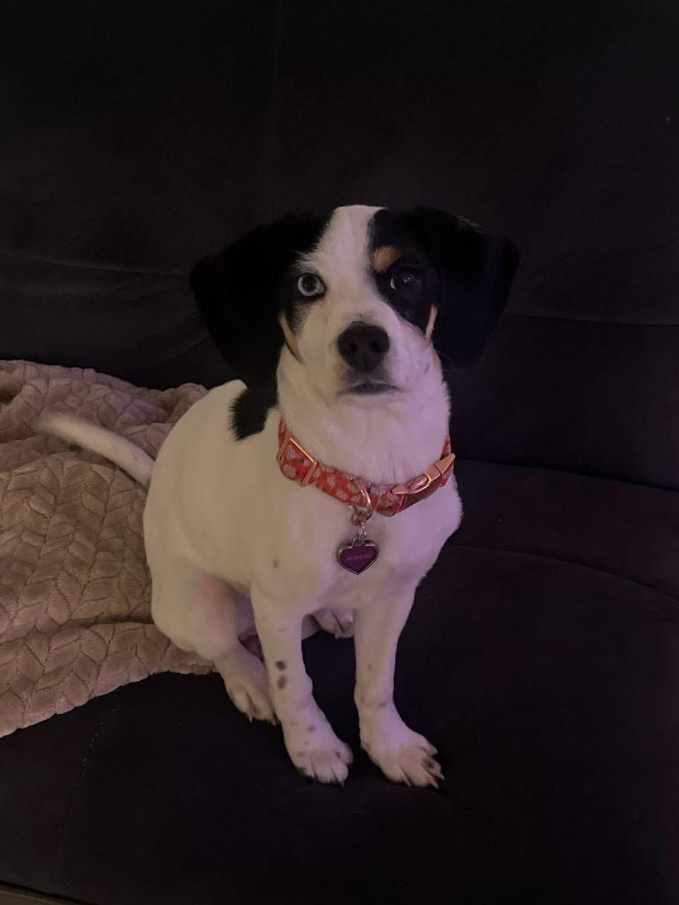 Jade, an adopted mixed breed in Van Nuys, CA image 4/4