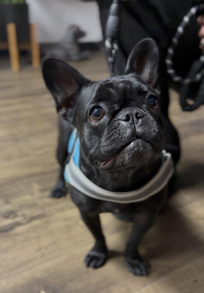 Mada, Adoptable, Young Female French Bulldog.