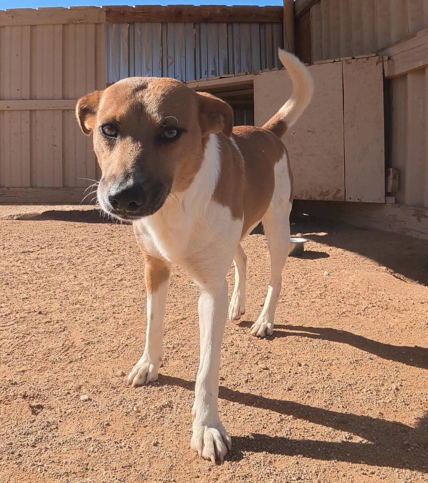 Alanis, Adopted, Adult Female Jack Russell Terrier & Shiba Inu.