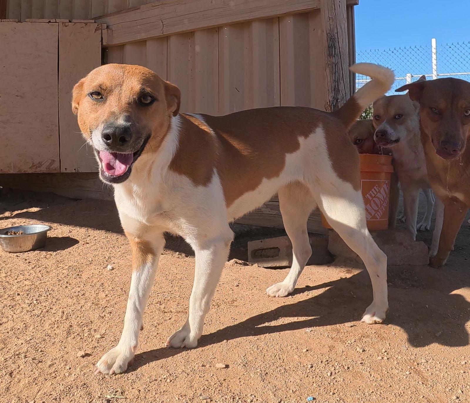 Enlarge Alanis, a Adopted mixed breed in Queen Creek, AZ image 2/3