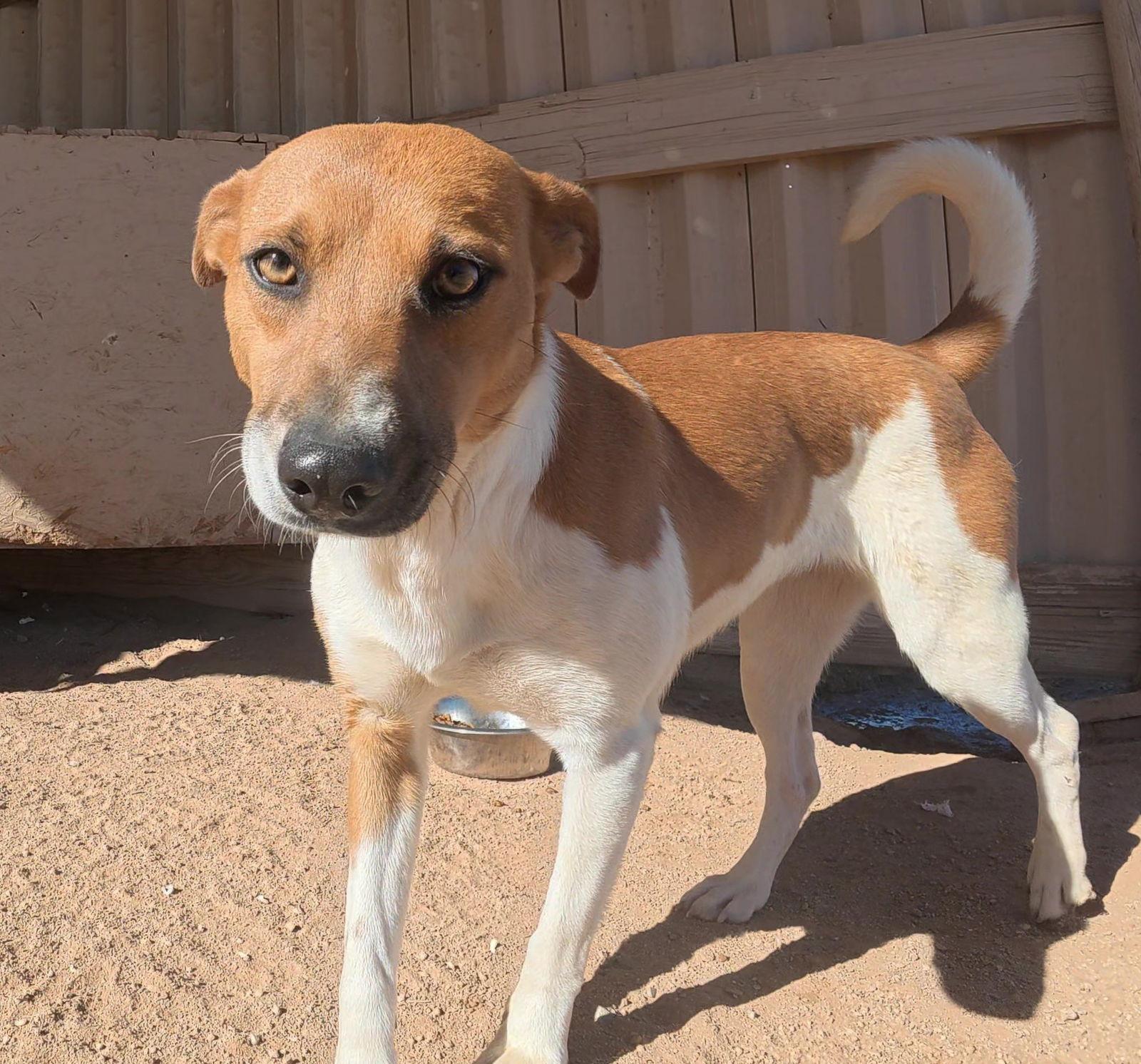 Enlarge Alanis, a Adopted mixed breed in Queen Creek, AZ image 3/3