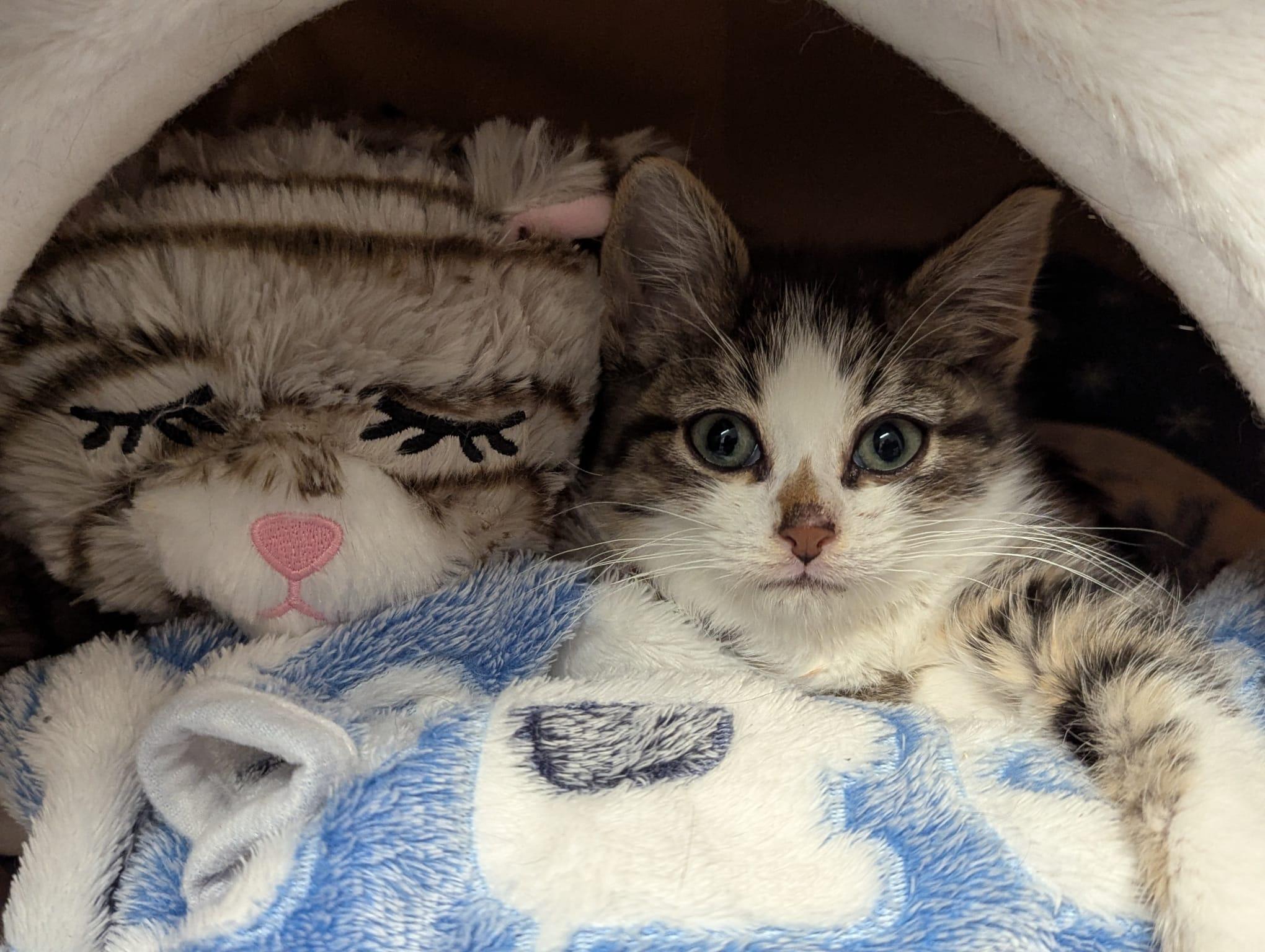 Enlarge Corduroy, an adopted Domestic Short Hair in Morristown, NJ image 3/6