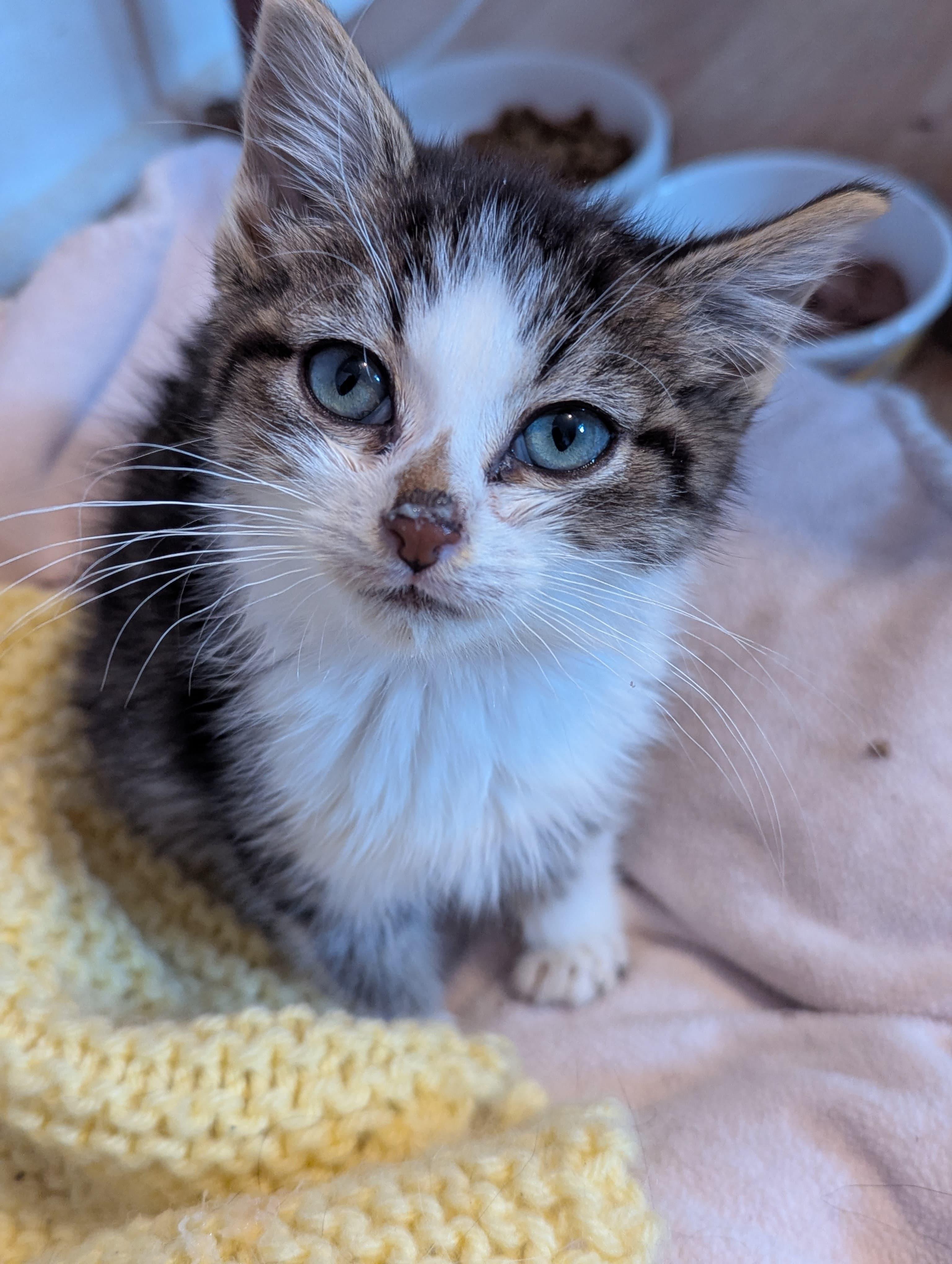 Enlarge Corduroy, an adopted Domestic Short Hair in Morristown, NJ image 5/6