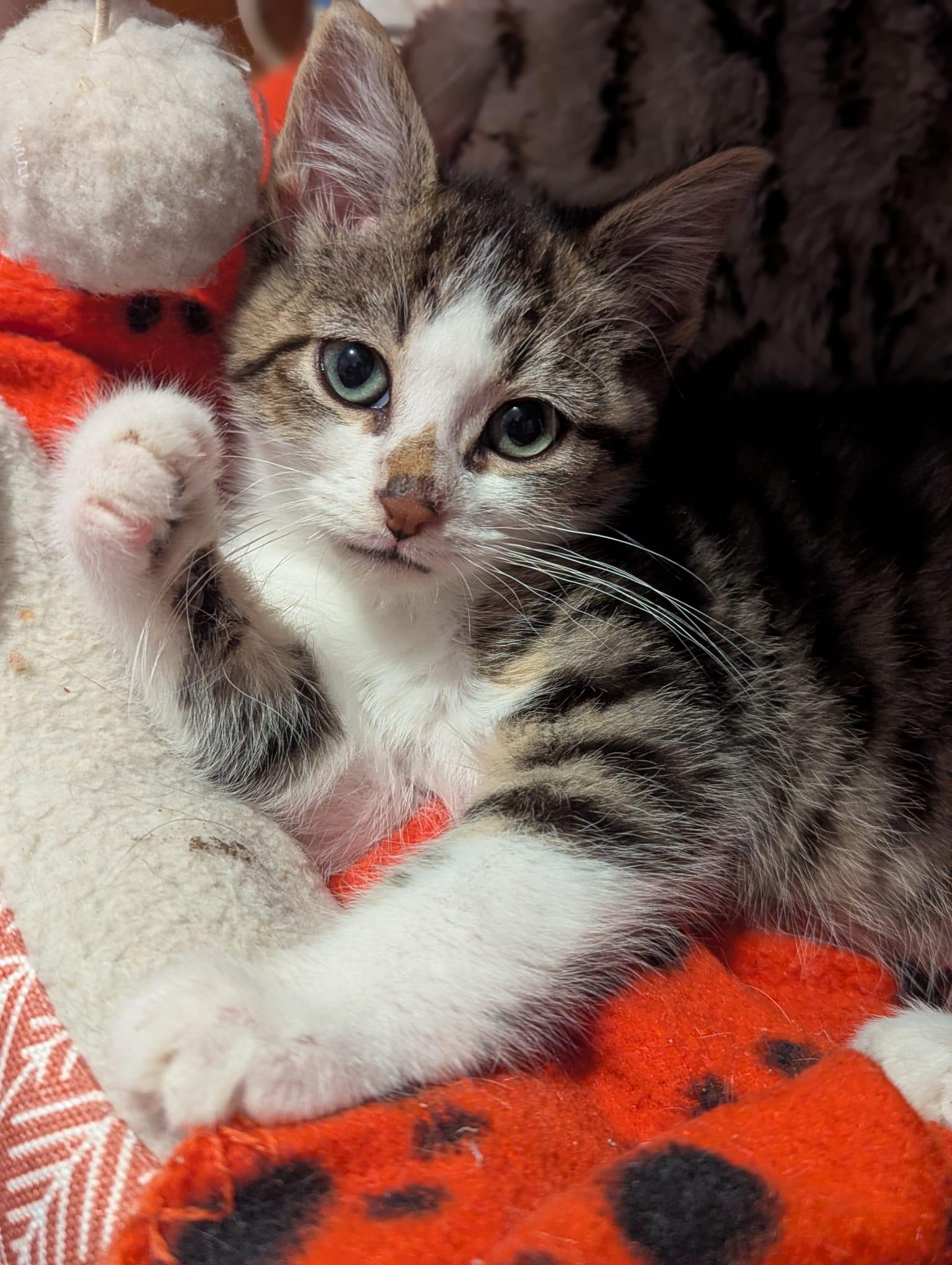 Enlarge Corduroy, an adopted Domestic Short Hair in Morristown, NJ image 1/6