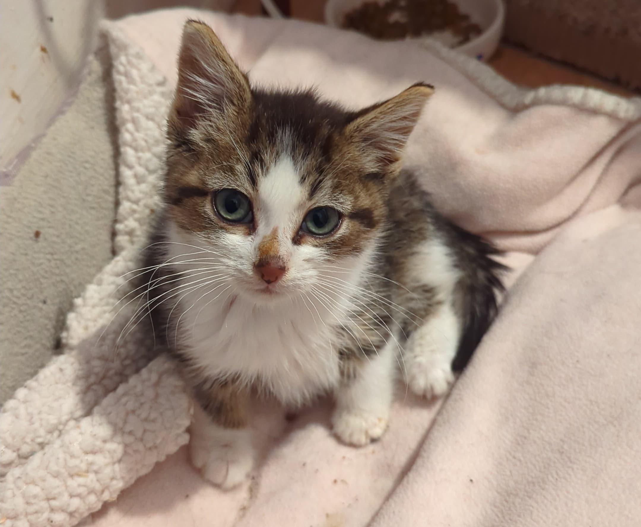 Enlarge Corduroy, an adopted Domestic Short Hair in Morristown, NJ image 2/6